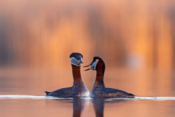 Perkoz rdzawoszyi (Podiceps grisegena) © Grzegorz
