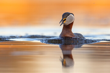 Perkoz rdzawoszyi (Podiceps grisegena) © Grzegorz
