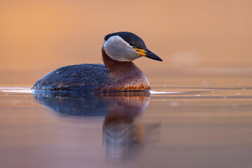 Perkoz rdzawoszyi (Podiceps grisegena) © Grzegorz