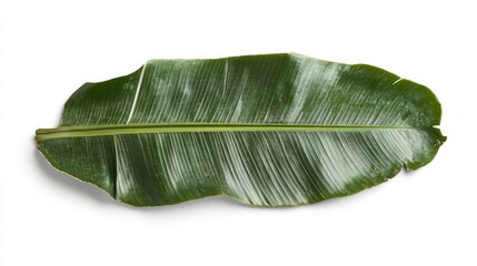 Large Green Tropical Leaf Isolated on White Background for Nature Themes