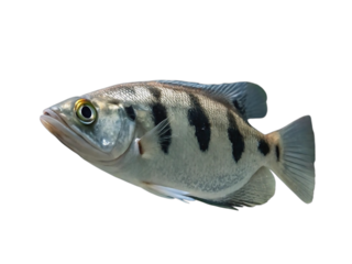 Black and White Patterned Fish with Pixelated Background