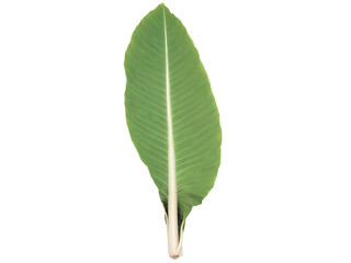 Fototapeta premium Taro Leaves (Colocasia esculenta) Large, dark green taro leaves with a slightly bitter taste, cooked into stews or wrapped around