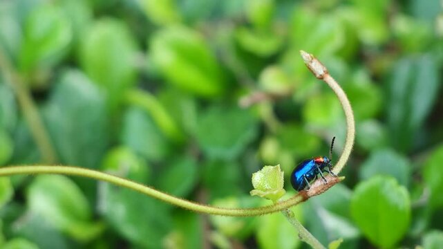 Footage of Blue Milkweed Beetle or Chrysochus pulcher with blue wings and red head perched on a young shoots, still and chilling, animal bug