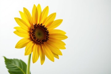 Fototapeta premium Bright yellow sunflower against white backdrop, isolated, photography, stock
