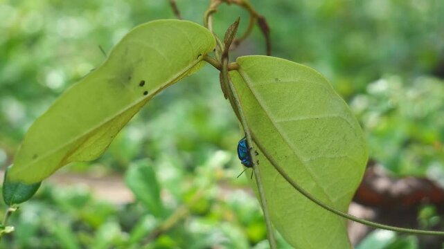Footage of Blue Milkweed Beetle or Chrysochus pulcher with blue wings and red head supporting itself on the swaying leaf in the strong wind, animal bug