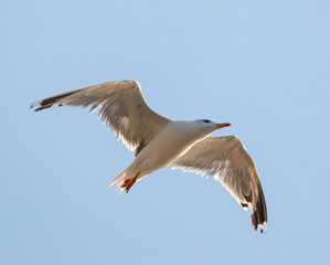 A white bird with orange beak and feet is flying in the sky