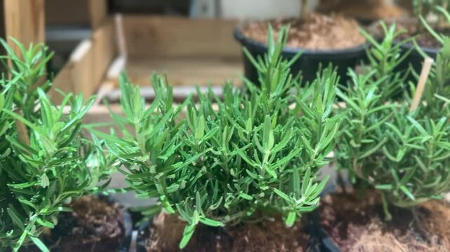 Rosemary herb plants with green needle-like leaves in black garden pots indoors.
