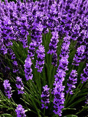 Lavender (Lavandula angustifolia) A fragrant, purple-flowered shrub highly prized in France for its soothing scent, often found in traditional Provençal