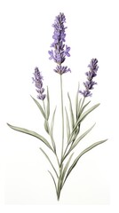 Naklejka premium Tall Lavender lavender illustration botanical.