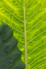 A leaf is shown with a green stem