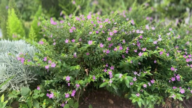 False heather plant with small purple flowers and green foliage swaying in garden breeze.
