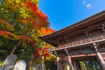 Autumn Foliage and Temple Architecture at Yakuo-in Temple, Mt. Takao, Tokyo (November 2024)