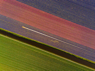 A stunning aerial view of colorful flower fields planted in diagonal rows, showcasing vibrant...