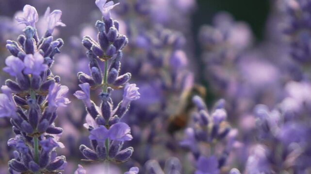 Purple Lavender Blooms in a Field