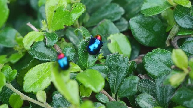 Macro close up footage of Blue Milkweed Beetle or Chrysochus pulcher with blue wings and red head perched on a leaf, animal bug life