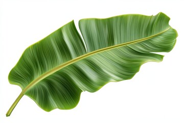 Fototapeta premium Close-up view of a vibrant tropical leaf against a white background.