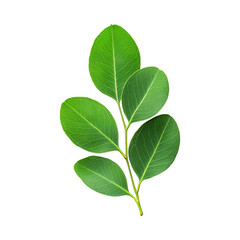Obraz premium Single eucalyptus leaf isolated aromatic