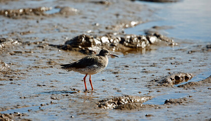 Redshank foraging at low tide
