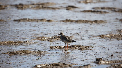 Redshank foraging at low tide
