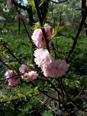 Pink blossom on blur background