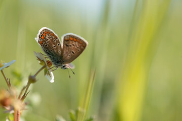 Motyl Modraszek ikar na łace na kwiatach poziomki.