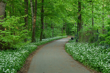 Obraz premium Kwitnący czosnek niedźwiedzi w parku w Pszczynie, Śląsk.
