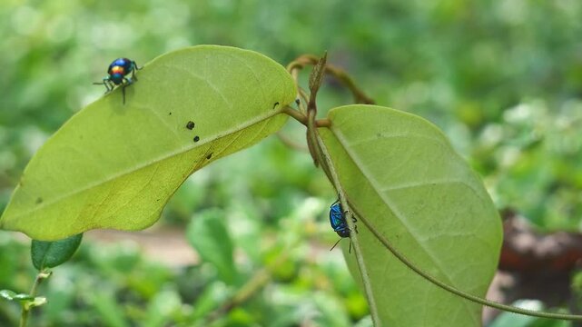 Slow motion Footage of Blue Milkweed Beetle or Chrysochus pulcher with blue wings and red head supporting itself on the swaying leaf in the strong wind