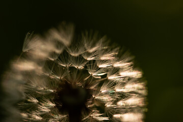 Puszysty dmuchawiec na łące, tło natury © Elżbieta Kaps