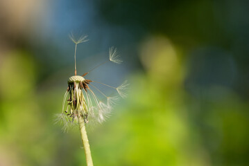Puszysty dmuchawiec na łące, tło natury. © Elżbieta Kaps