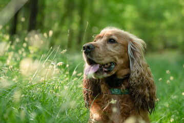 Cocker spaniel angielski w lesie, portret. 