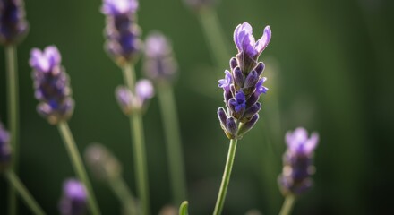 Obraz premium Close-Up of Purple Lavender Flowers in Soft Light