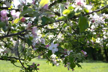 Beautiful blurred spring nature background with blooming trees and blue sky on a sunny day