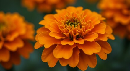 Closeup of Vibrant Orange Marigold Flower
