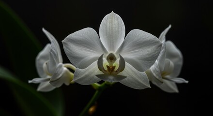 White Orchid with Dew Drops on Dark Background