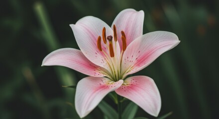 Fototapeta premium Pink and White Lily Flower Close Up