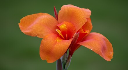 Vibrant Orange Canna Lily Blossom Close Up