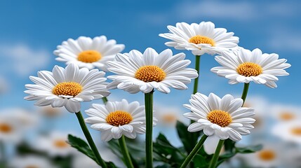 Fototapeta premium Sunny Daisies Spring Blooms Against Blue Sky.