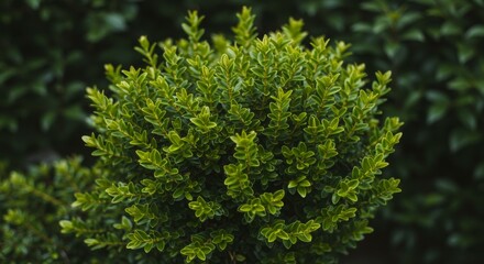 Lush Green Bush with Small Leaves Close Up