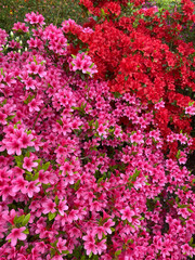 Close-up of blooming pink azaleas, creating a soft and vibrant floral background perfect for a wallpaper