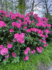 A close-up of a large rhododendron bush in full bloom, showcasing its vibrant, colorful flowers