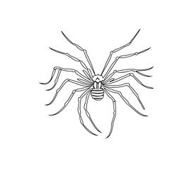 Elegant arachnid illustration with intricate leg details on a stark white background