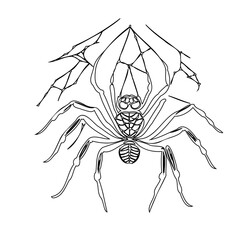 Intricate line drawing of a spider dangling from a web, minimalist design
