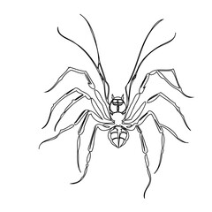 Delicate arachnid illustration exhibiting intricate linework and minimalistic design