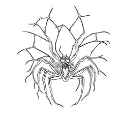 Delicate spider illustration with intricate web details on a plain white canvas
