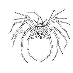 Intricate spider illustration with striking leg details and ornate abdomen pattern