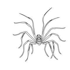 Detailed line drawing illustrating a spider with slender legs on white backdrop