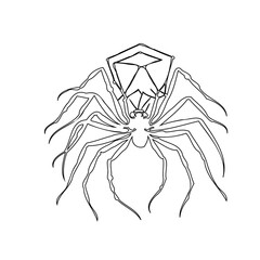 Intricate Line Art Depiction of a Spider with Geometric Web Elements