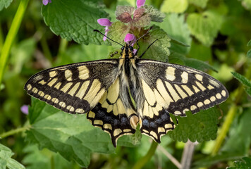 Common yellow swallowtail (Papilio machaon) looking for food among the flowers.