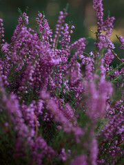 Obraz premium macro of purple, lilac, maroon, flowers, heather in the forest
