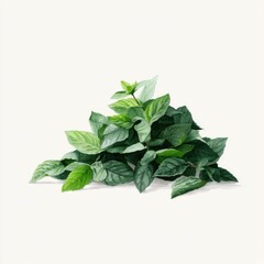 Watercolor Illustration of Fresh Mint Leaves on White Background - Culinary Herb, Aromatic Ingredient, Botanical Art